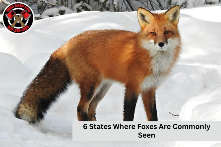 6 States Where Foxes Are Commonly Seen