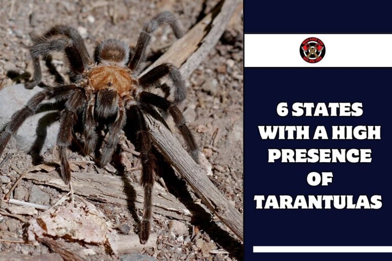 6 States with a High Presence of Tarantulas