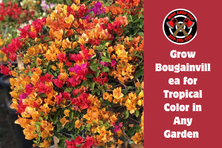 Grow Bougainvillea for Tropical Color in Any Garden 