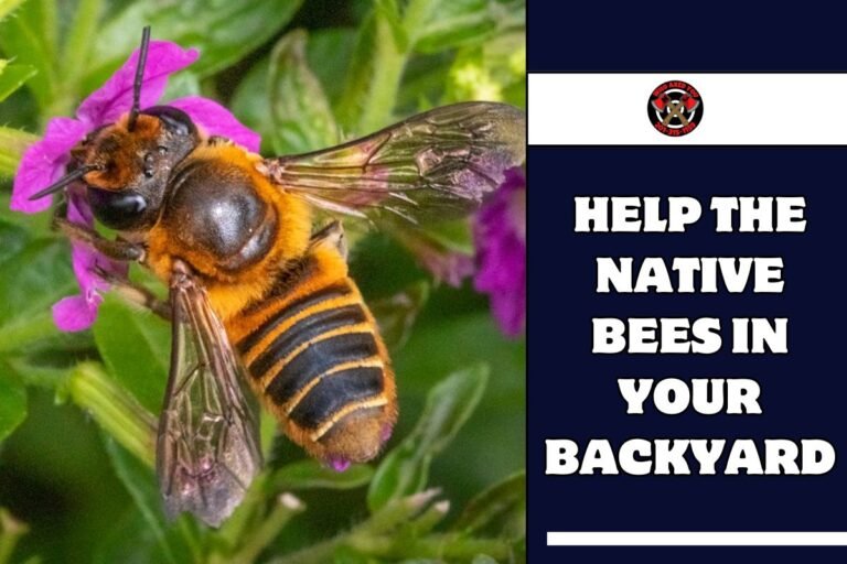 Help the Native Bees in Your Backyard