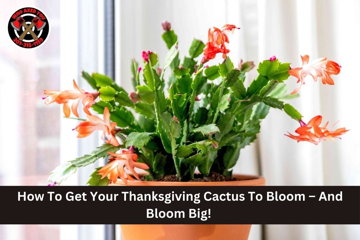 How To Get Your Thanksgiving Cactus To Bloom – And Bloom Big!