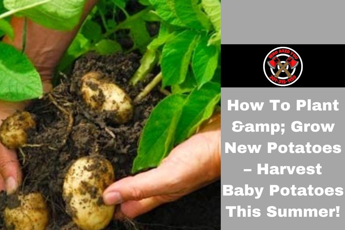 How To Plant & Grow New Potatoes – Harvest Baby Potatoes This Summer!