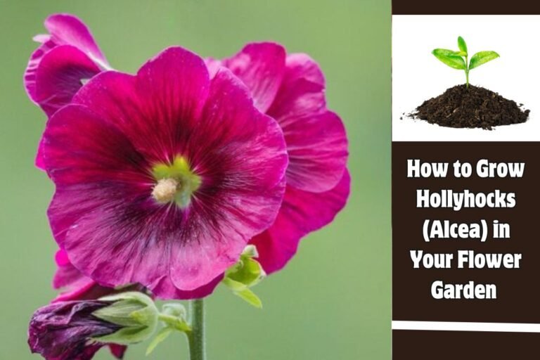 How to Grow Hollyhocks (Alcea) in Your Flower Garden
