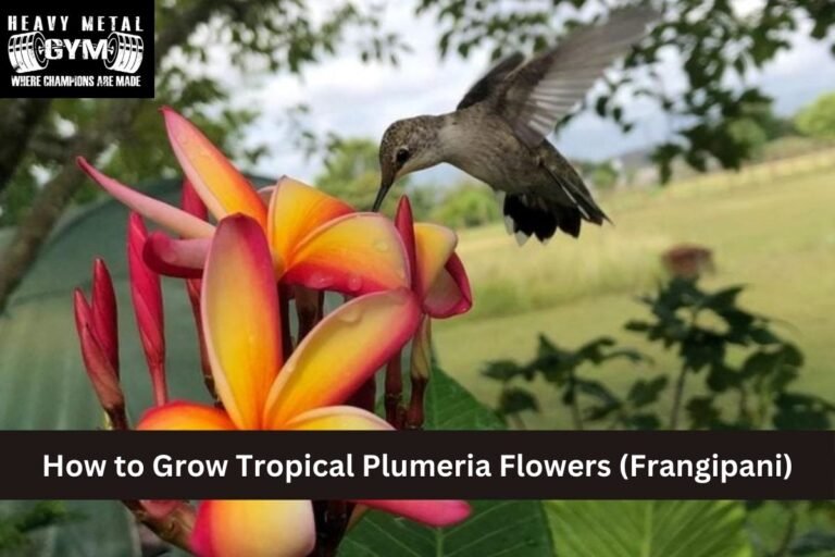 How to Grow Tropical Plumeria Flowers (Frangipani)