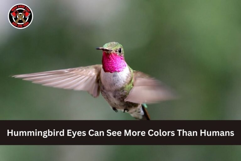 Hummingbird Eyes Can See More Colors Than Humans