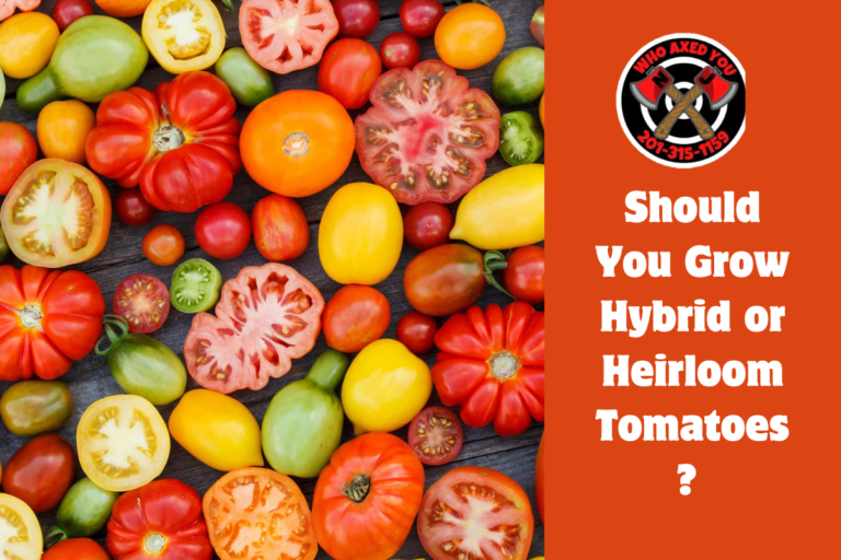 Should You Grow Hybrid or Heirloom Tomatoes 