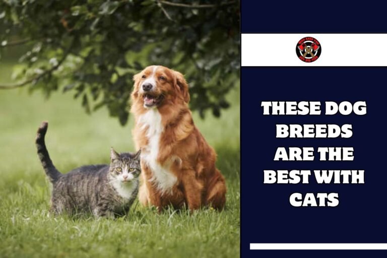 These Dog Breeds Are the Best With Cats