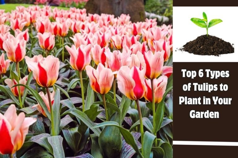 Top 6 Types of Tulips to Plant in Your Garden