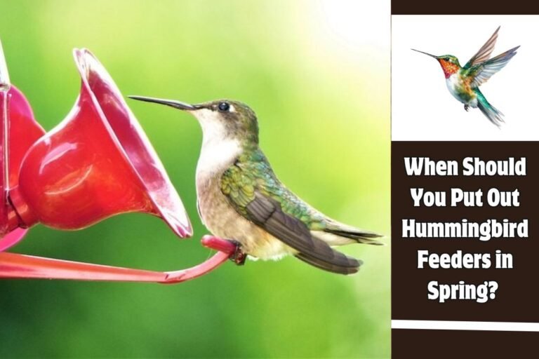 When Should You Put Out Hummingbird Feeders in Spring