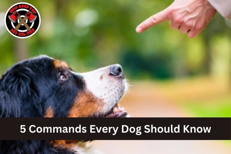 5 Commands Every Dog Should Know