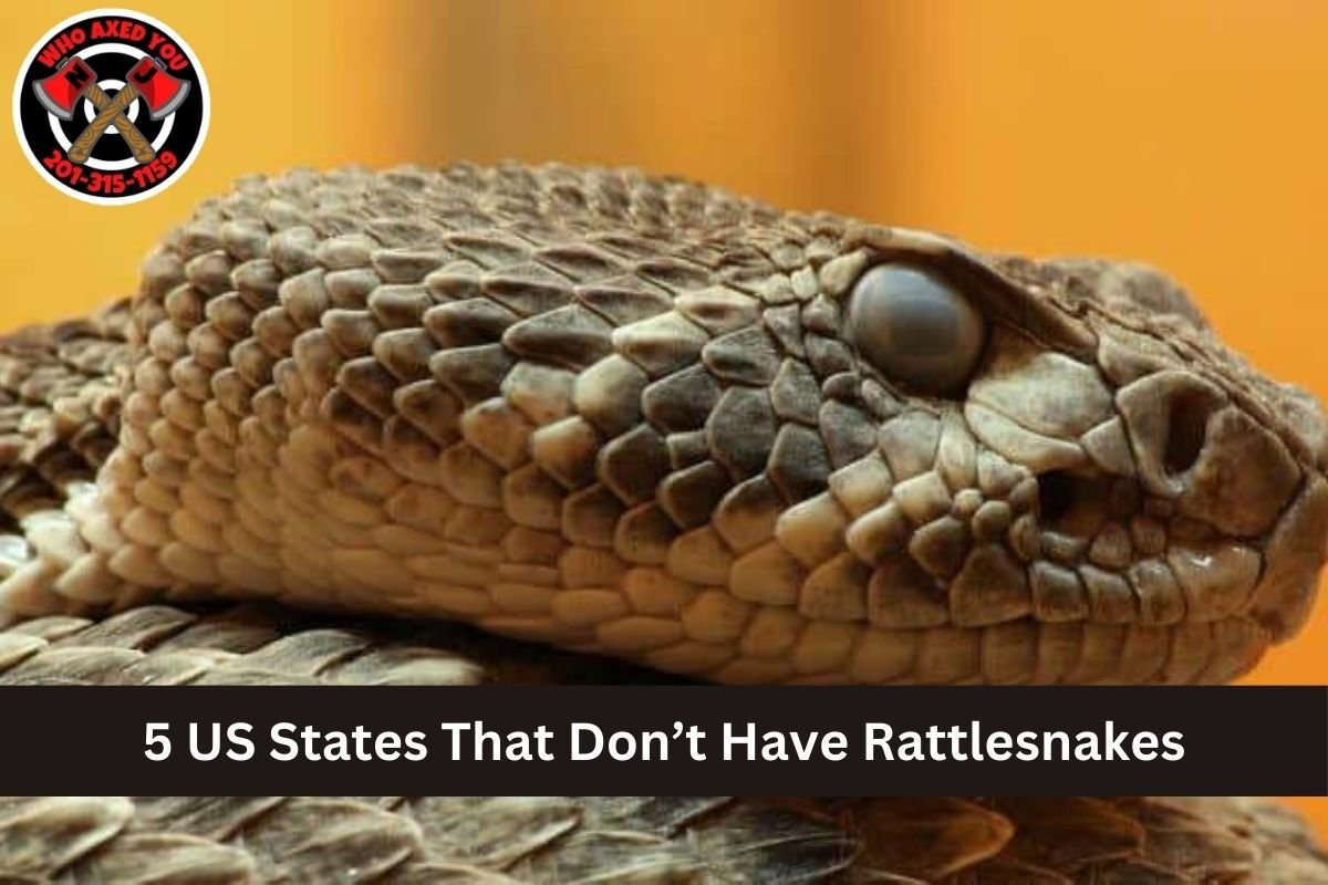 5 US States That Don’t Have Rattlesnakes