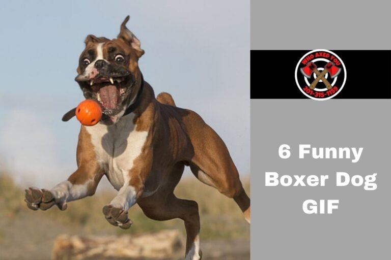 6 Funny Boxer Dog GIF