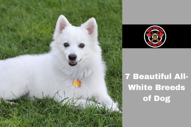 7 Beautiful All-White Breeds of Dog