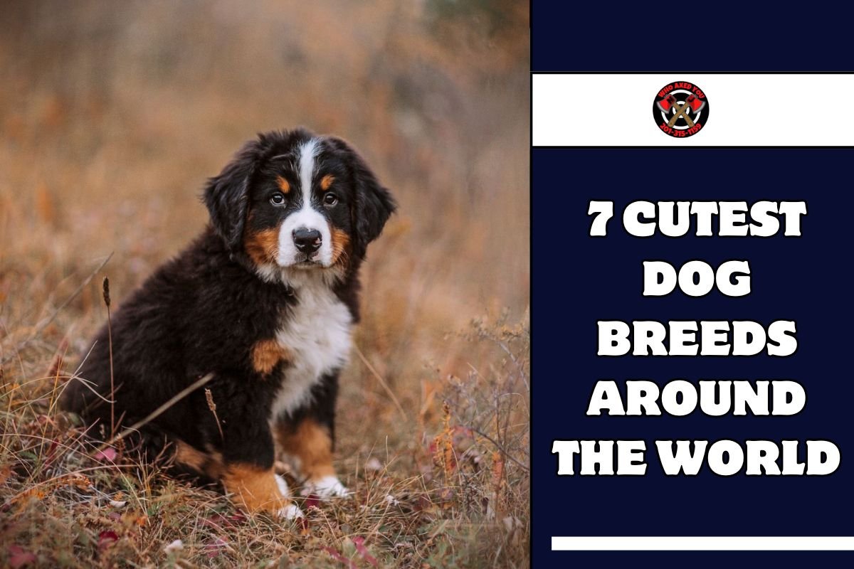 7 Cutest Dog Breeds Around The World