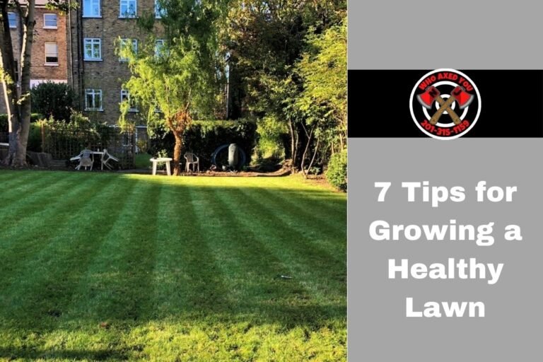 7 Tips for Growing a Healthy Lawn