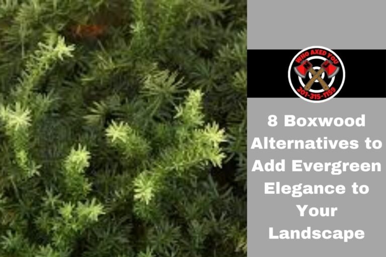 8 Boxwood Alternatives to Add Evergreen Elegance to Your Landscape