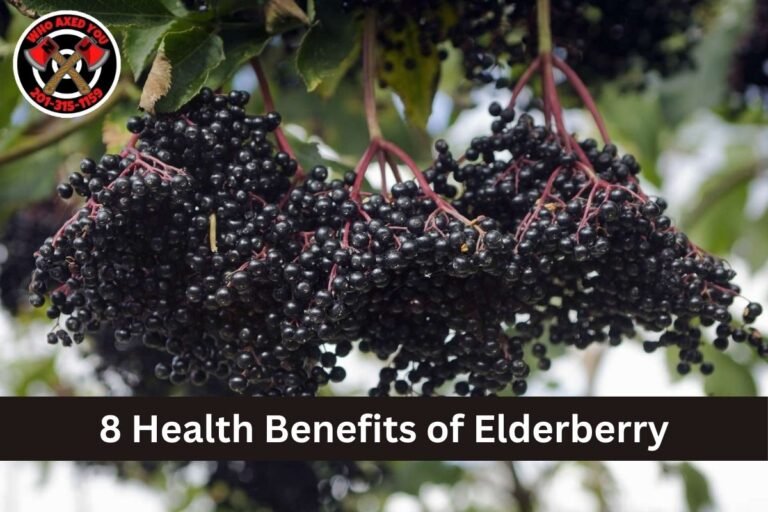 8 Health Benefits of Elderberry