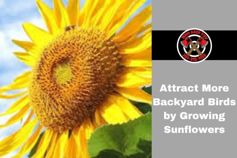 Attract More Backyard Birds by Growing Sunflowers