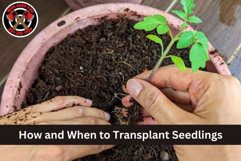How and When to Transplant Seedlings