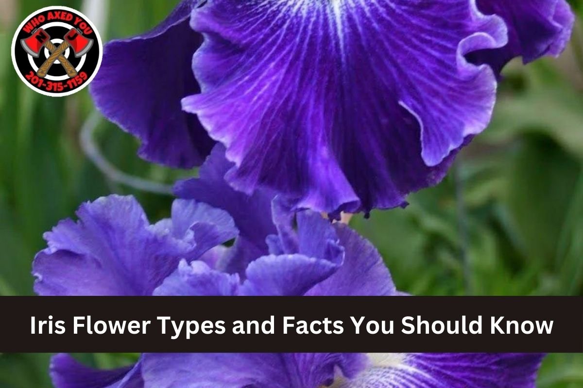 Iris Flower Types and Facts You Should Know