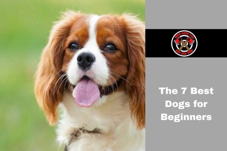 The 7 Best Dogs for Beginners