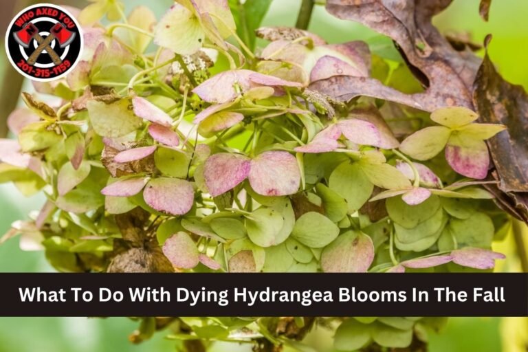 What To Do With Dying Hydrangea Blooms In The Fall